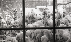 Rhododendrons in the snow