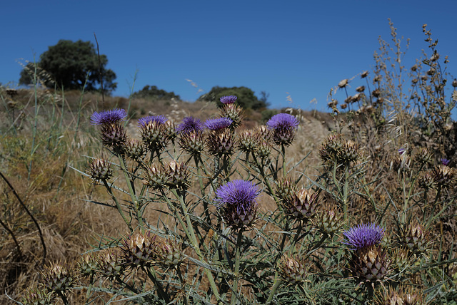 Cynara cardunculus