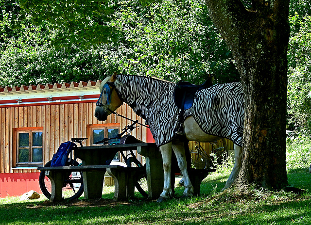 HBM…Ein Zebra macht Picknick