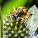 20230719 2594CPw [D~LIP] Flachblättriger Mannstreu (Eryngium planum), Gefleckter Schmalbock (Rutpela maculata), Bad Salzuflen