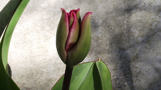 A lovely red tulip is starting to show