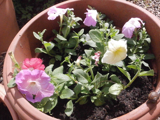 New petunias repotted