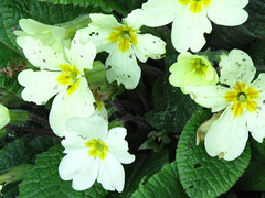 Some primroses in the driveway looking a bit worse for wear!