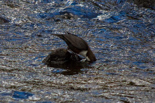 Dipper - dipping