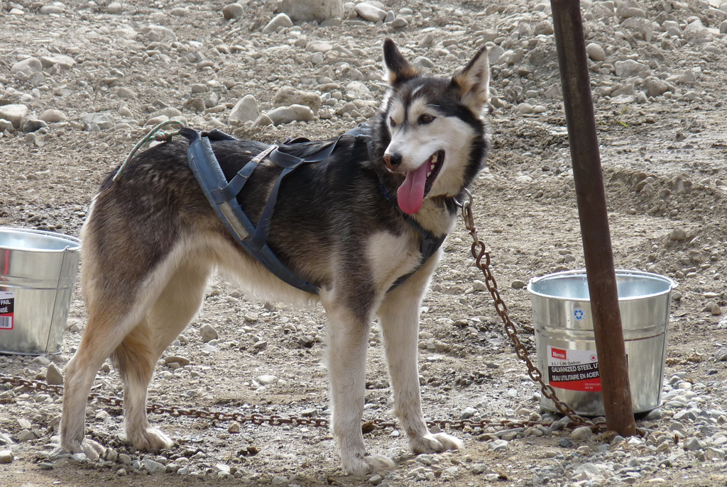 Husky