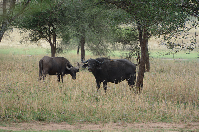 Tarangire, African Buffaloes