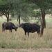 Tarangire, African Buffaloes