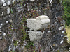 restormel castle, cornwall (5)