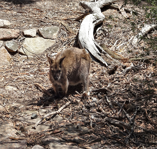 Wallaby 1