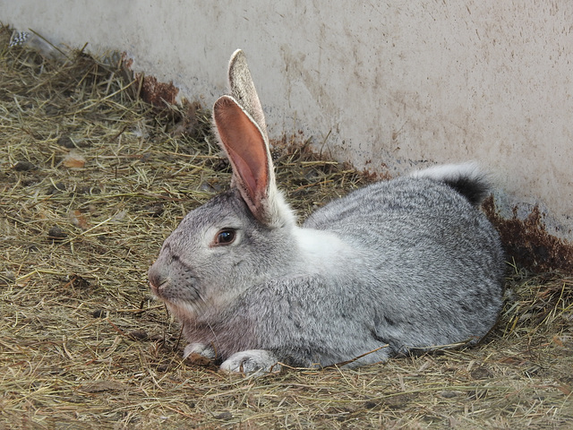 The grey bunny