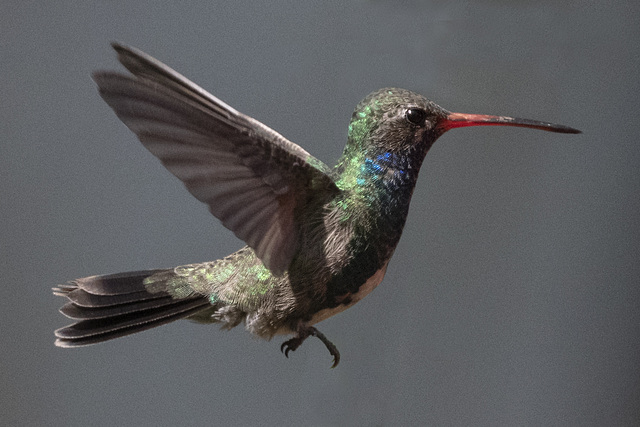 Broad-billed Hummingbird