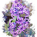Dwarf Hyacinth