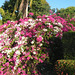 Flowers At Blue Seas Resort