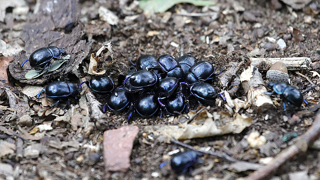 "géotroupe"