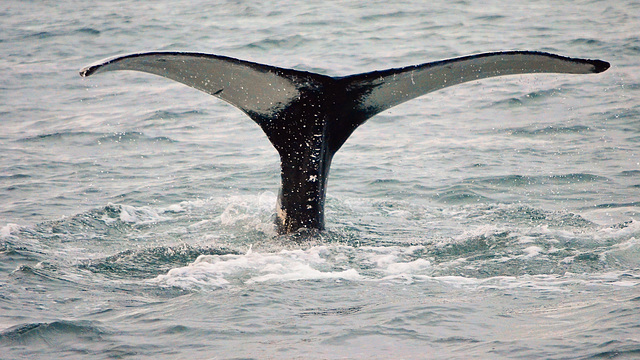 World Oceans Day - 08/06/2022