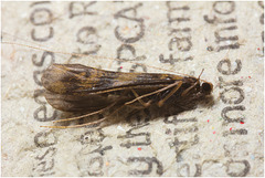 IMG 9690 Caddis fly