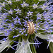 20230719 2598CPw [D~LIP] Flachblättriger Mannstreu (Eryngium planum), Grüne Florfliege [Larve] (Chrysoperla carnea s.l.), Bad Salzuflen