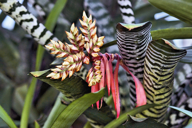 Zebra Bromeliad – Conservatory of Flowers, Golden Gate Park, San Francisco, California