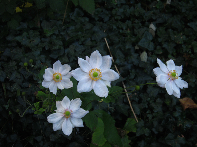 There are still some stubborn Japanese anemones