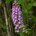 Platanthera psycodes (Small Purple Fringed orchid)