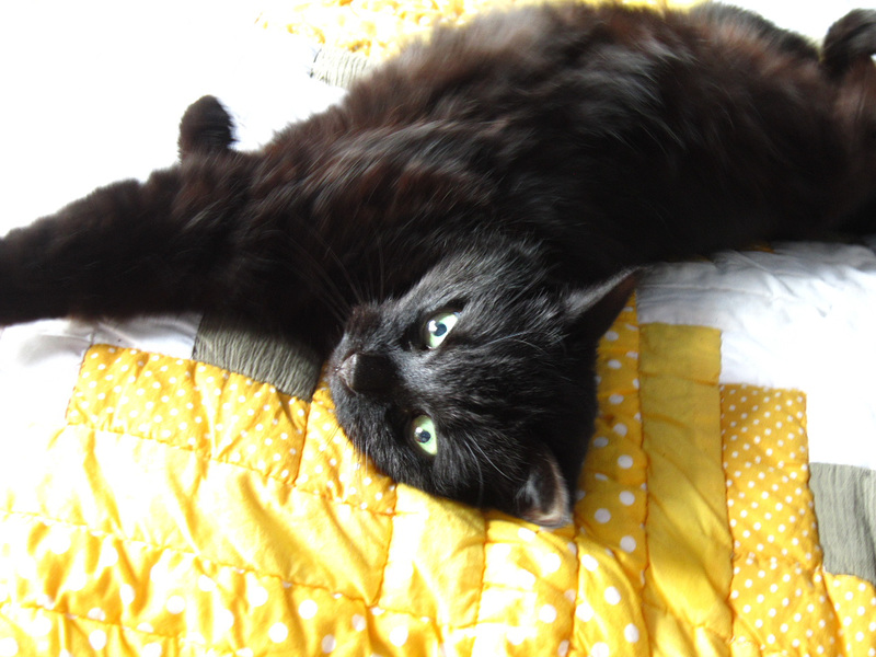 Boo enjoying the sun on my bed