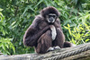 20160812 2132VRAw [D~ST] Weißhandgibbon, Zoo Rheine