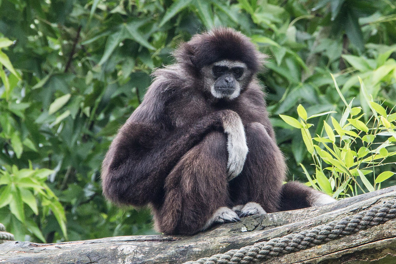 20160812 2132VRAw [D~ST] Weißhandgibbon, Zoo Rheine