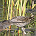 Red-winged Blackbird female