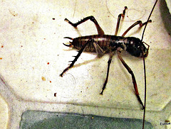 Weta