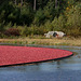 Corralled cranberries