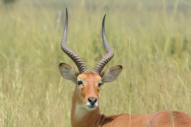 Uganda, Adult Male Impala in Murchison Falls National Park