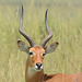 Uganda, Adult Male Impala in Murchison Falls National Park