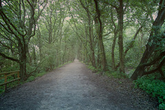 Storeton Woods, depth aware haze filter added