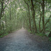 Storeton Woods, depth aware haze filter added