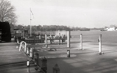 Swans under the dock