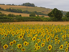 Sunflowers