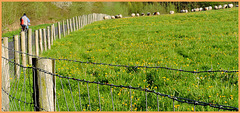 a HAPPY  FENCE for everyone  28/4/2023