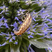 20230719 2599CPw [D~LIP] Flachblättriger Mannstreu (Eryngium planum), Grüne Florfliege [Larve] (Chrysoperla carnea s.l.), Bad Salzuflen
