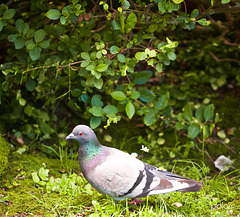 Paloma doméstica. [Columba livia domesticus]+(1 PiP)