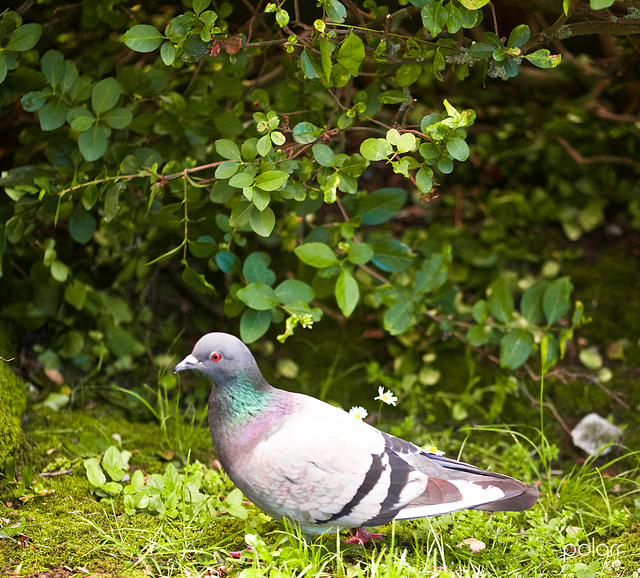 Paloma doméstica. [Columba livia domesticus]+(1 PiP)