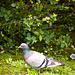 Paloma doméstica. [Columba livia domesticus]+(1 PiP)