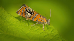 Der Prachtwickler (Olethreutes arcuella) hat mich angeblinzelt :)) The jewel tortrix moth (Olethreutes arcuella) blinked at me :)) Le papillon tordeuse des bijoux (Olethreutes arcuella) m'a regardé :))