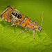 Der Prachtwickler (Olethreutes arcuella) hat mich angeblinzelt :)) The jewel tortrix moth (Olethreutes arcuella) blinked at me :)) Le papillon tordeuse des bijoux (Olethreutes arcuella) m'a regardé :))