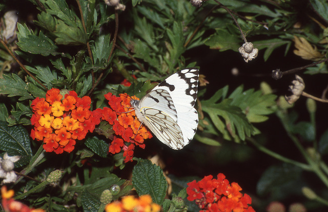 Dappled White butterfly