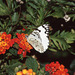Dappled White butterfly