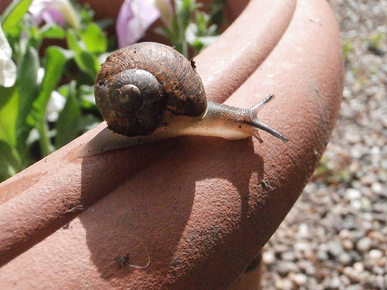 Gorgeous little thing was wandering around