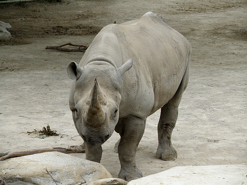 Rhino