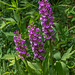 Platanthera psycodes (Small Purple Fringed orchid)