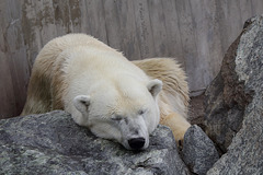 Schlafbär Corinna (Wilhelma)