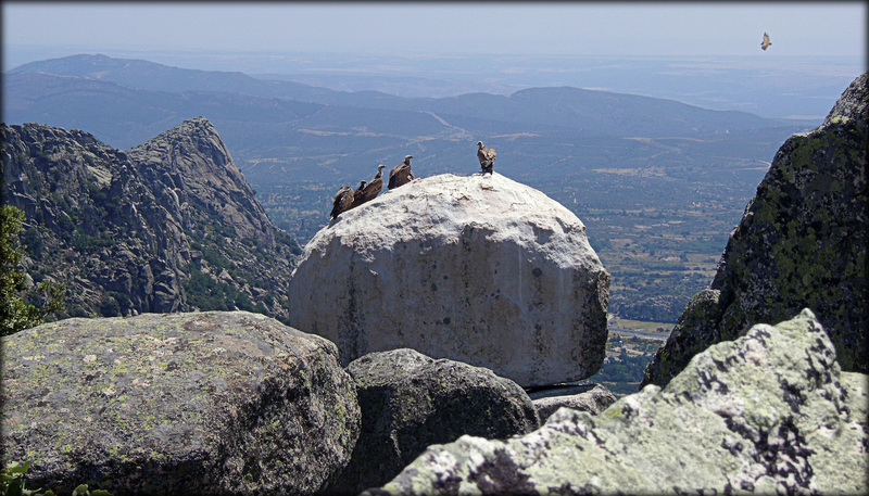 Vulture flight school ('Keep up at the back!')